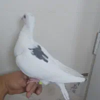 کبوتر ماده پلاکی|پرنده|برازجان, |دیوار