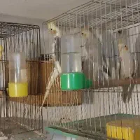 فروش طوطی عروس های بالغ و جوجه عروس هم موجود است|پرنده|رشت, حسین آباد|دیوار