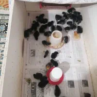 فروش جوجه و تخم نطفه دار مرندی|حیوانات مزرعه|ساری, |دیوار