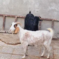 دوعددبزدمخونگی