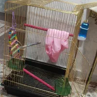 قفس بلند طلائی