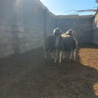 بره قوچ|حیوانات مزرعه|قلقل رود, |دیوار