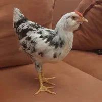نیمچه مرغ و خروس گلین