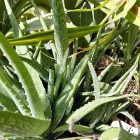 حراج گلهای طبیعی آپارتمانی|گل و گیاه طبیعی|تبریز, |دیوار