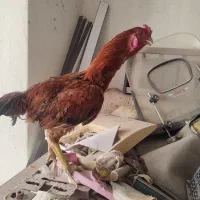 خروس لاری. لاری مرغ