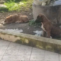 واگذاری توله سگ سراب