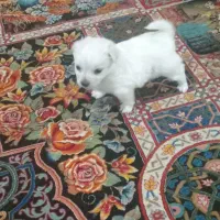 واگذاری سگ منیاتوری جیبی|سگ|نجف‌آباد, یزدانشهر|دیوار