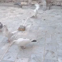 کفتر زاجر اصل کتی و تسمه ای و قمی|پرنده|میبد, |دیوار