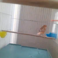 قناری ماده  سوخته دارچینی اماده  و کاملا سلامت|پرنده|تهران, نصرت|دیوار