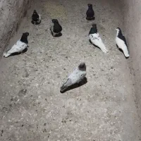 کفتر ماده راست سیاه.کله سیاه. ساده امری|پرنده|مشهد, آبکوه|دیوار