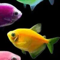 آکواریوم آبنوس