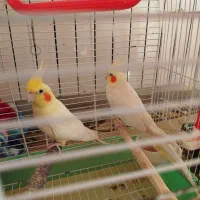 طوطی عروس هلندی لوتینو جفت مولد|پرنده|بابل, |دیوار