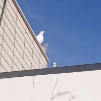 نذر کبوتر برای حرم