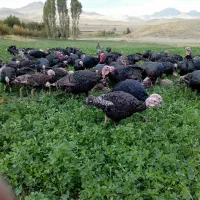 فروش بوقلمون محلی آگاه