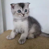 گربه اسکاتیش سیلور