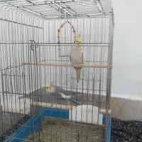 عروس هلندی نرماده|پرنده|بروجرد, |دیوار