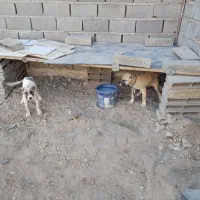 ۲ تا توله خراسانی درجه ۱|سگ|شیروان (خراسان), |دیوار