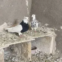 کفتر طوقی|پرنده|تربتحیدریه, پائین ولایت|دیوار