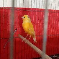 قناری نر جوان ۴ ماه|پرنده|ملایر, |دیوار