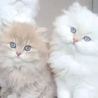 گربه های اشرافی مجموعه ایران کتز