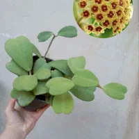 انواع هویا با عکس گلدهی|گل و گیاه طبیعی|مشهد, نیزه|دیوار