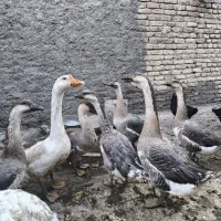 قو غاز بالغ