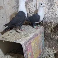 جفت کربلایی کاکلی