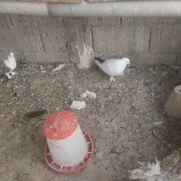 کبوتر سفید دم مشکی کاکلی پاپر|پرنده|اصفهان, جوزدان الیادران|دیوار