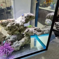 ماهی دلقک آب شور دلقک بلک استروم وایت استروم