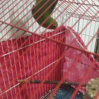 کوتوله نر|پرنده|بیرجند, |دیوار