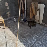 کفتر فروشی|پرنده|قم, شهر قائم|دیوار