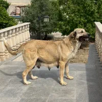 ماده پژدر شش دانگ