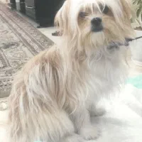 سگ شیتزو|سگ|شاهین‌شهر, شهرک گلدیس|دیوار