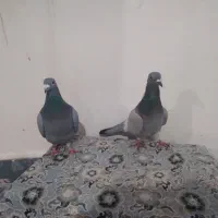 کبوتر|پرنده|اهر, |دیوار