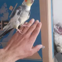 عروس هلندی دستی نر سخنگو