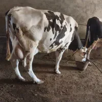 گاو شیری سیمینتال