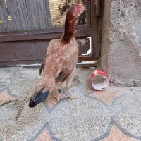 مرغ لاری ذات دار