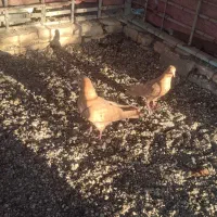 کفتر زرد درجایی|پرنده|میناب, |دیوار