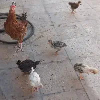 جوجه مرغ و خروس گلین جوجه نژاد دار خونگی