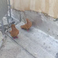 جفت کفتر خارجی چپه