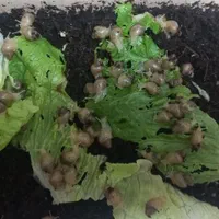 فروش حلزون آلبینو
