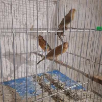 قناری جوجه|پرنده|شیراز, گچی|دیوار