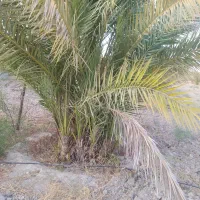 نخل قصب (زاهدی) ده ساله ثمری کرسی کن
