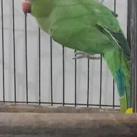 ملنگو فروشی