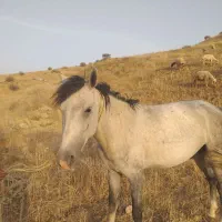 اسب