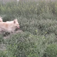 واگذار سگ دهن پاک