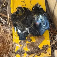 یک جفت جوجه کفتر