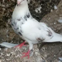 کبوتر|پرنده|قائم‌شهر, |دیوار