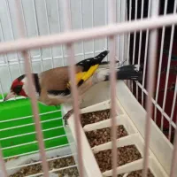 سهره نر|پرنده|اردبیل, |دیوار