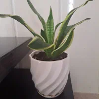 گل سانسوریا ابلق